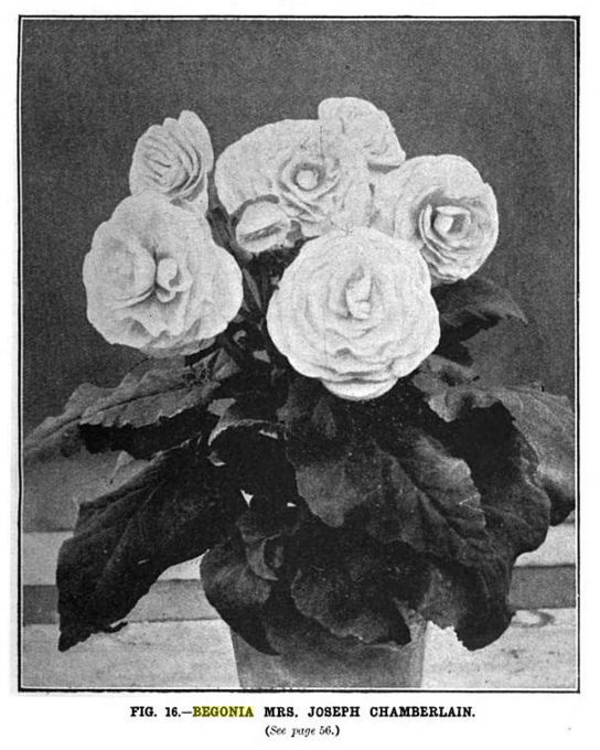 B. ‘Mrs. Joseph Chamberlain’